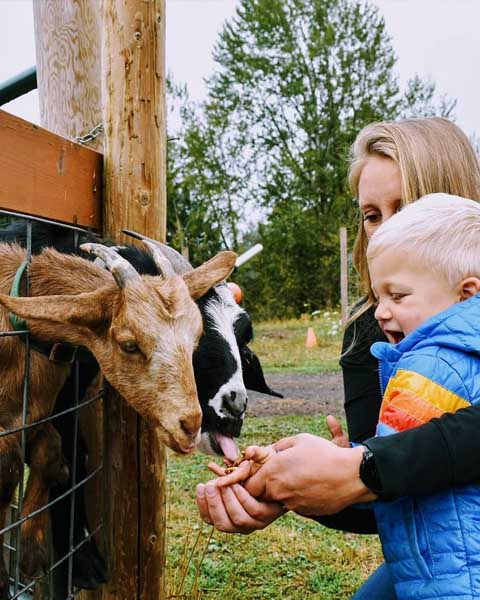 Animal Farm - Plumper Pumpkin Patch & Tree Farm in Portland, OR