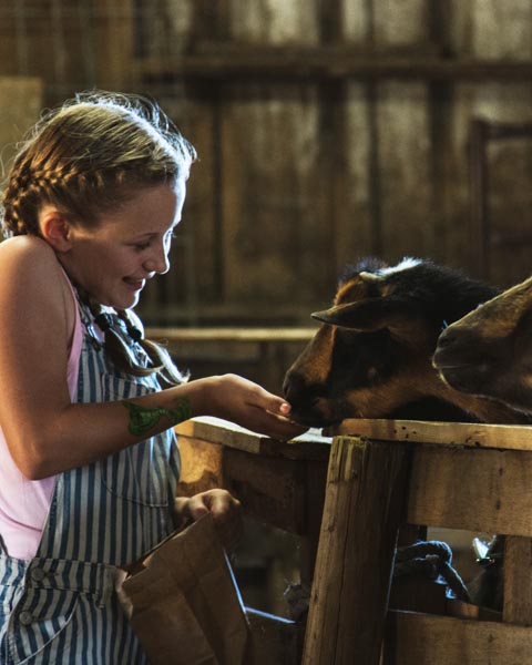 Visit the Farm Animals