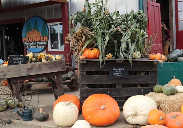 Farm Store at Plumper