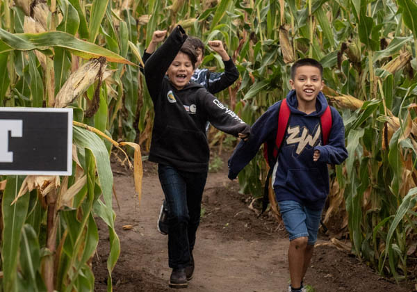 corn-maze