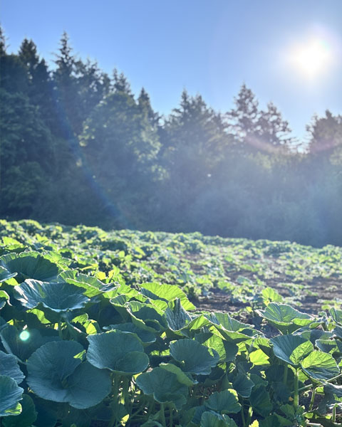 Planting Pumpkins at Plumper Farms