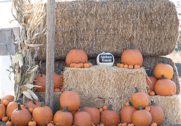 Weather on the Farm - Rain or Shine