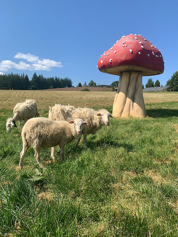 easter-egg-hunt-portland-farm-sheep