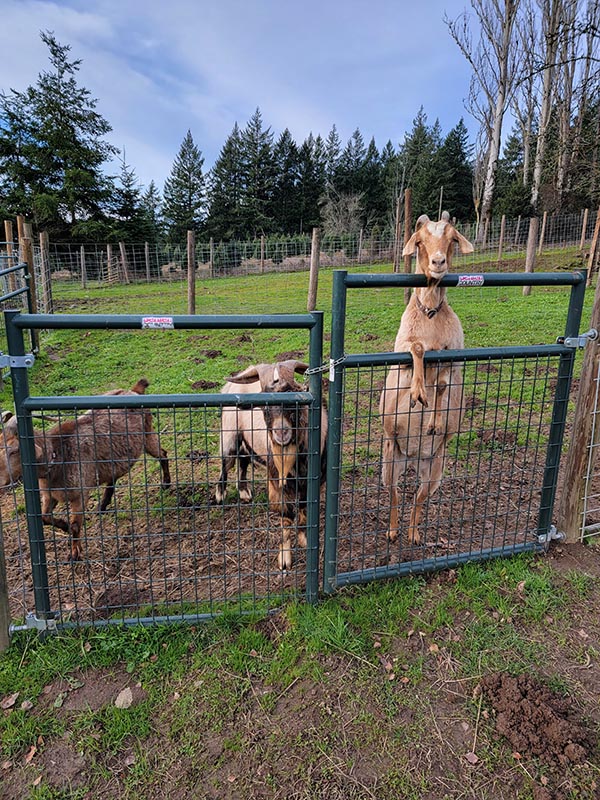 See goats at Plumper Farms and feed them at the Easter Egg Hunt