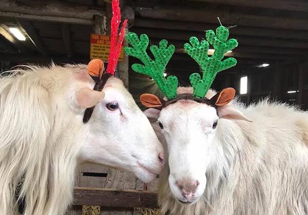 Christmas Farm Animals in Portland