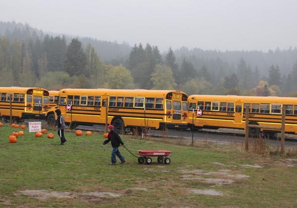 School Buses lined up for field trips at Plumper Farms in Portland